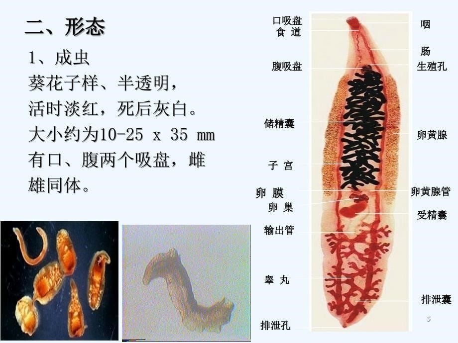 华支睾吸虫(肝吸虫)-PPT课件_第5页