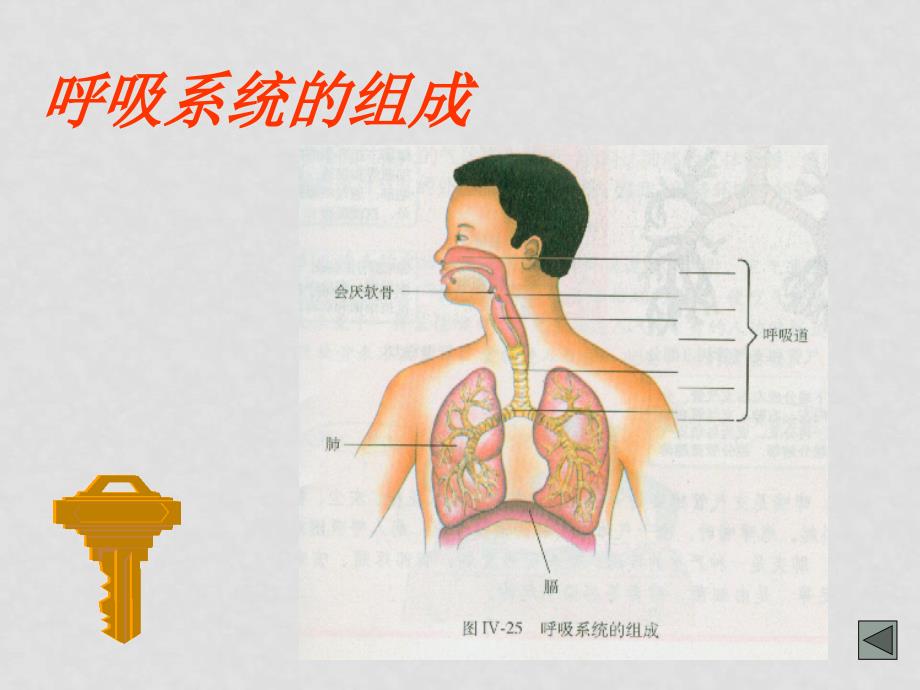 七年级生物下册第四单元第三章第一节呼吸道对空气的处理课件人教版_第3页