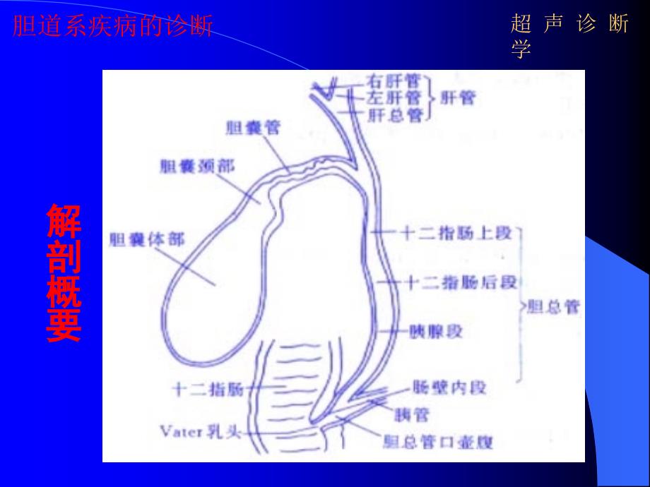 超声诊学05胆道文档资料_第3页