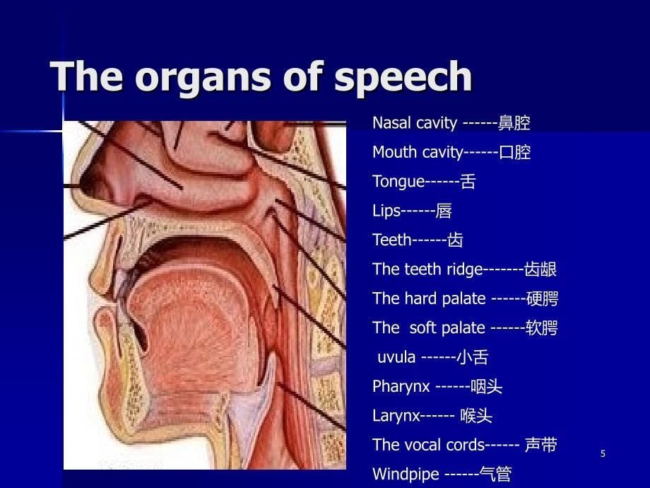 实用英语语音学课件_第5页