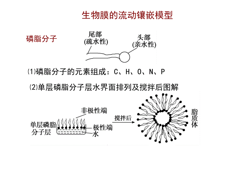 物质跨膜运输的方式_第2页