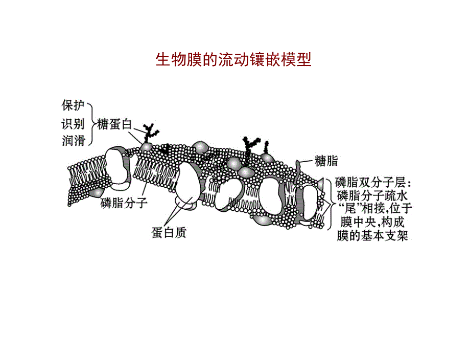 物质跨膜运输的方式_第3页