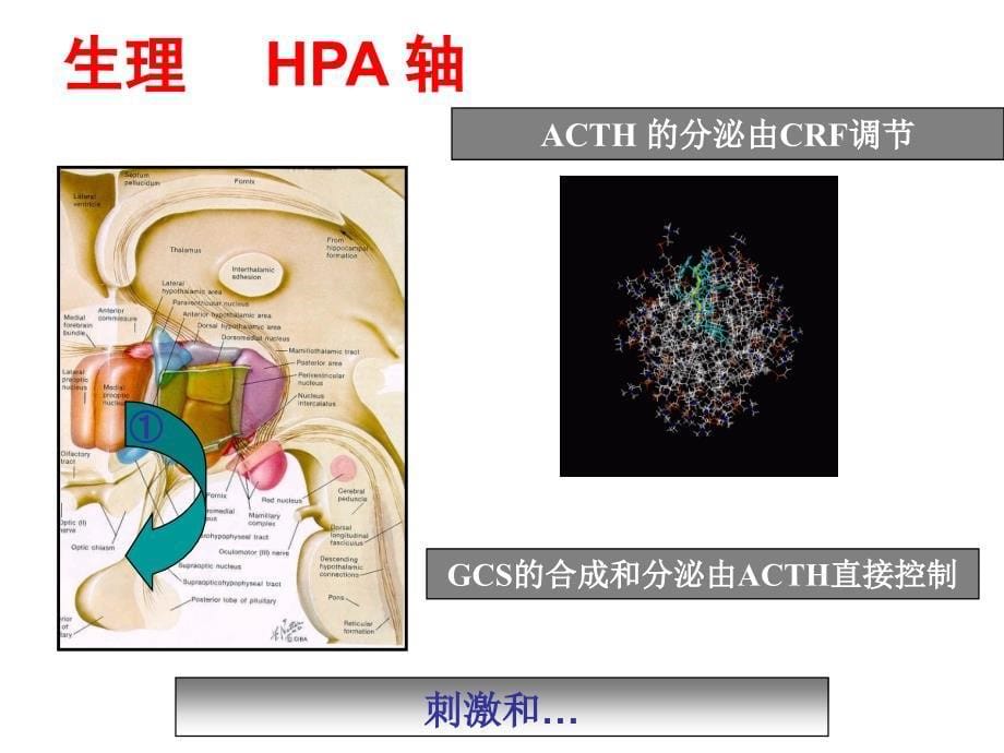 肾上腺皮质激素治疗指南培训资料_第5页