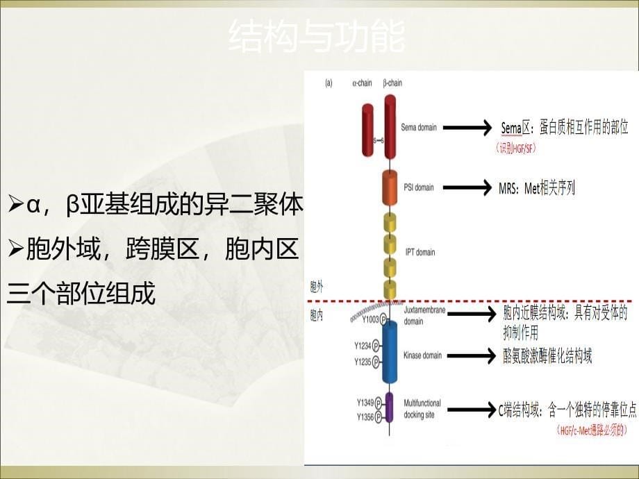 met在肺小细胞肺癌中应用ppt课件_第5页