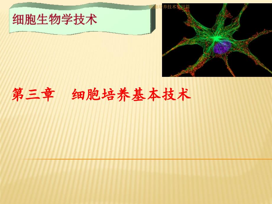 细胞培养技术实用篇_第1页