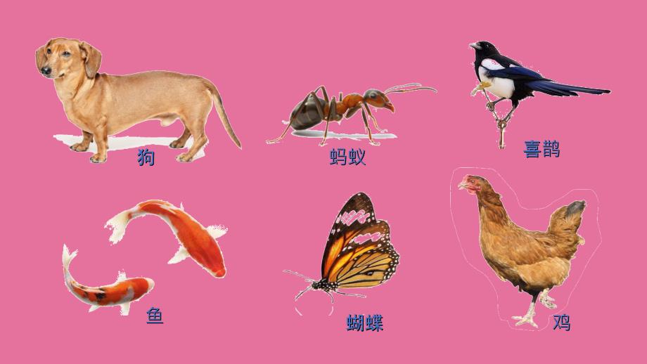 一年级下册科学2.1我们知道的动物全国通用ppt课件_第2页