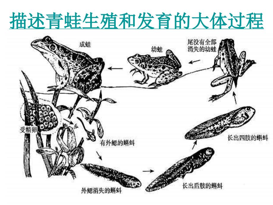 第三节两栖动物的生殖和发育课件_第2页