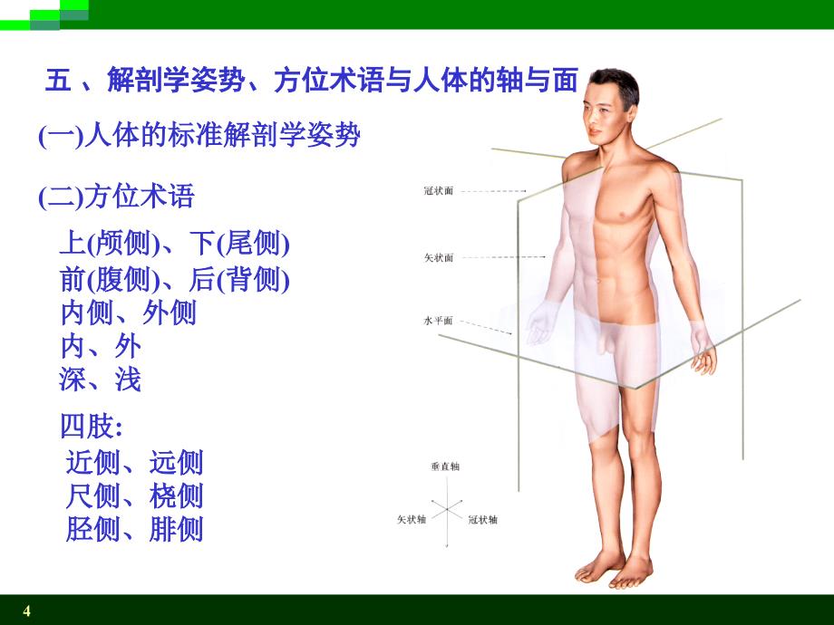 系统解剖学：1绪论_第4页