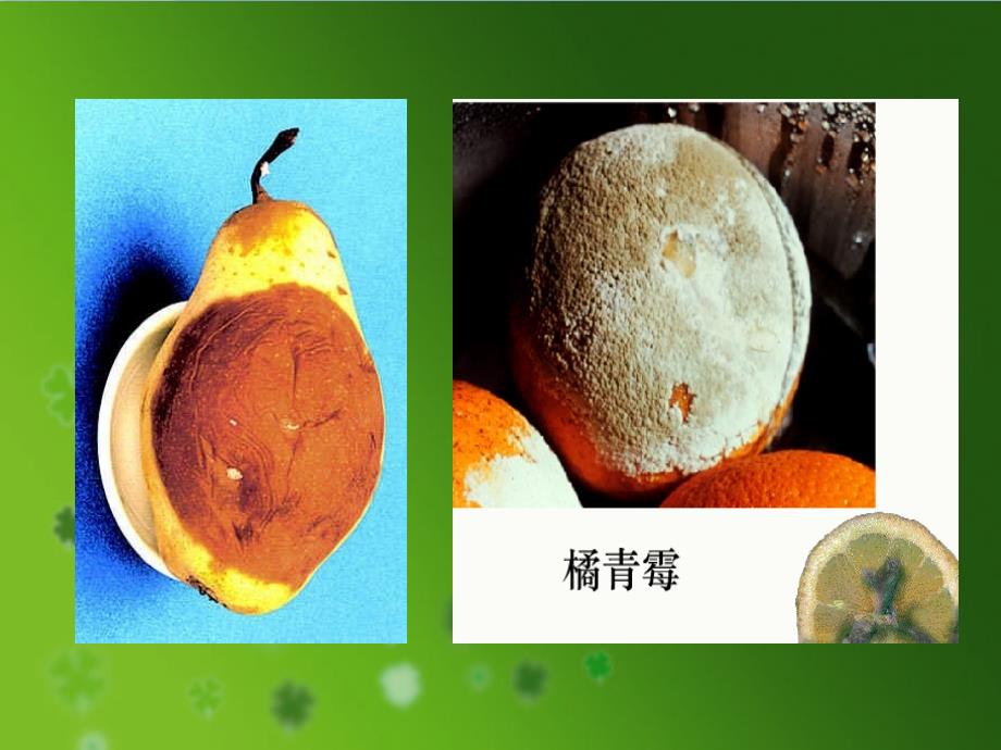 《细菌和真菌的分布》_第1页