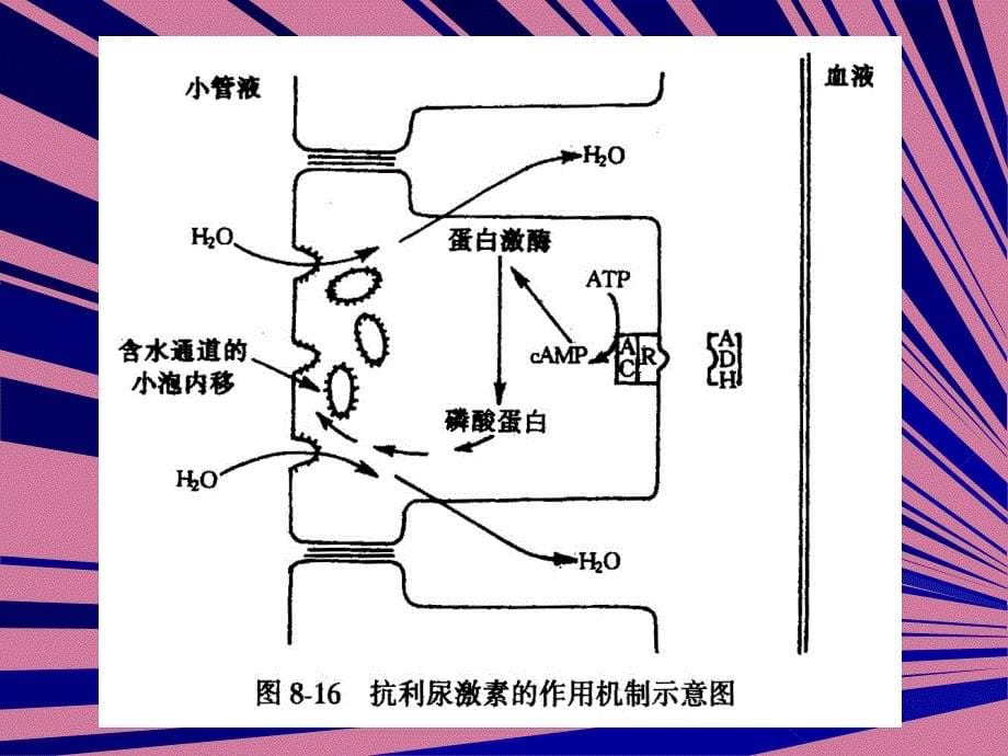 第五节尿生成的调节ppt课件_第5页